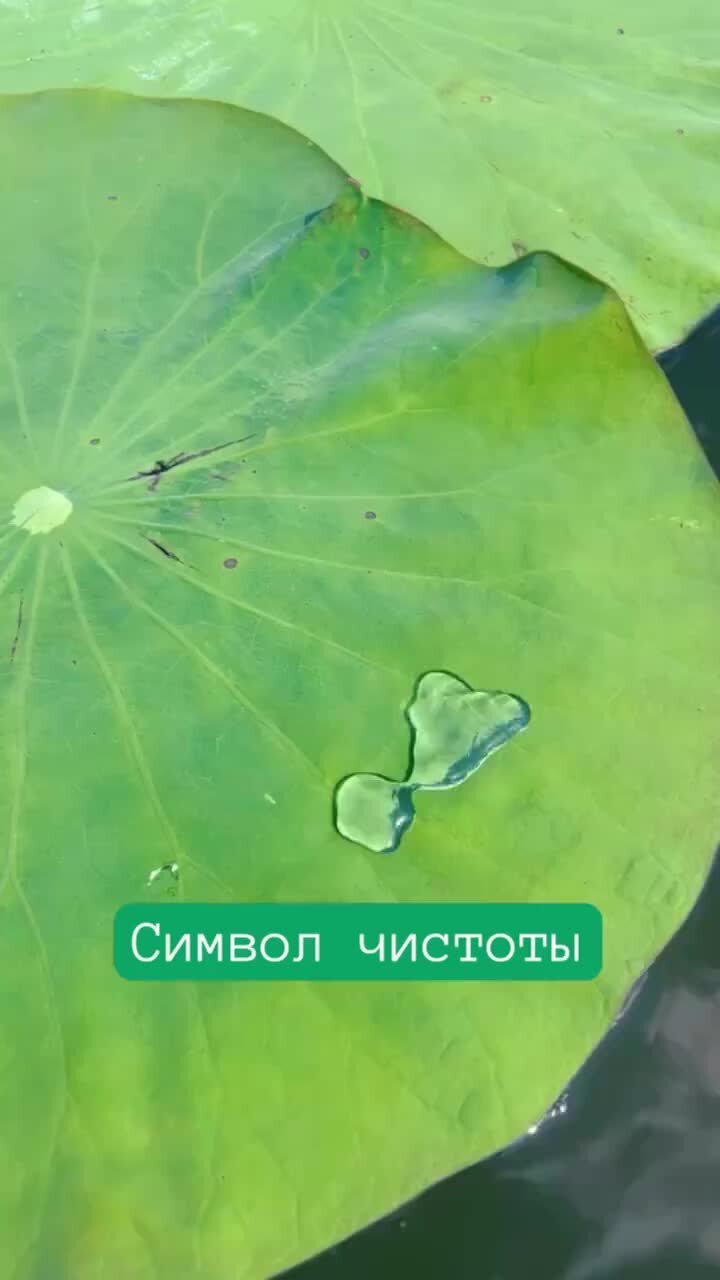 Фотообои Стильные листья лотоса артикул Bo купить в Оренбург|;|9 | интернет-магазин ArtFresco