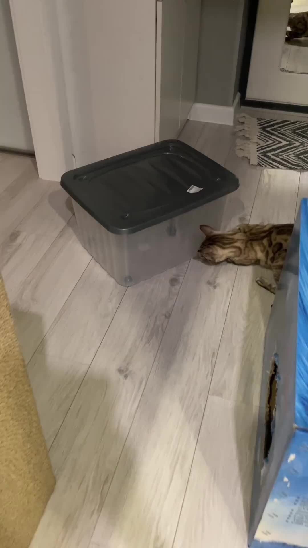 Лекс и Фокси | Бенгало-банда | Новая головоломка: «как достать шишку из ...