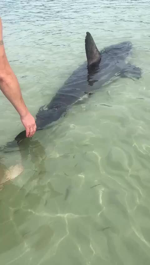 Акулы во владивостоке