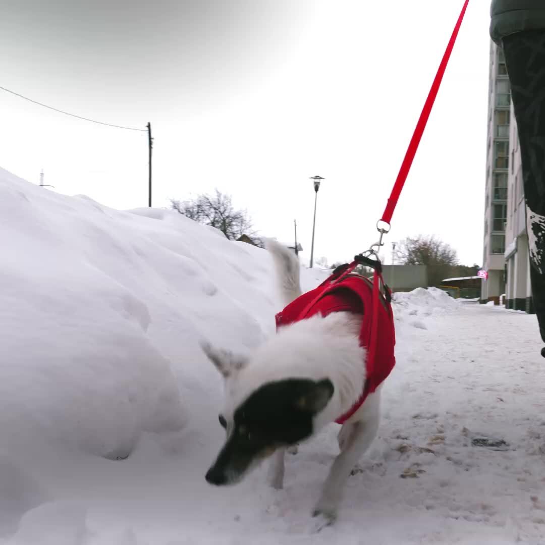 История собачки Сони похожа на детектив. Не верится, что это правда ...