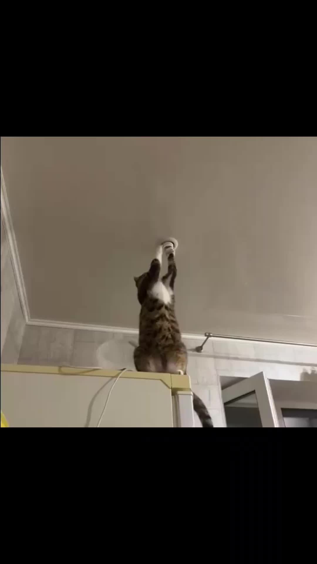 Кот электрик