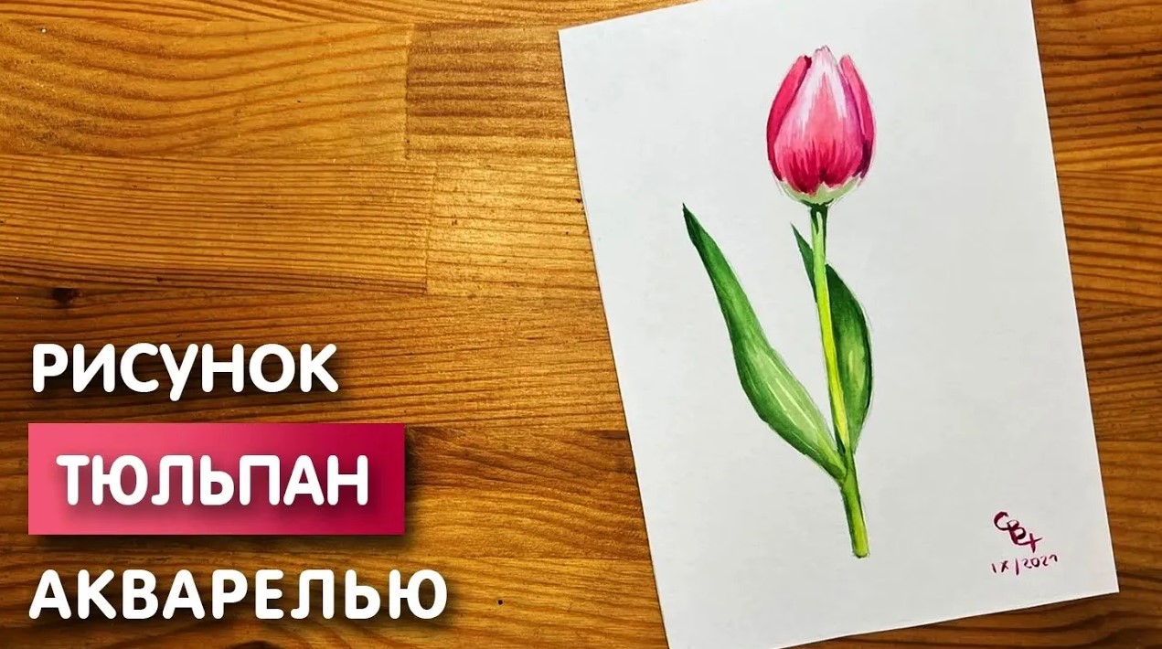 Рисовать тюльпаны акварелью для начинающих