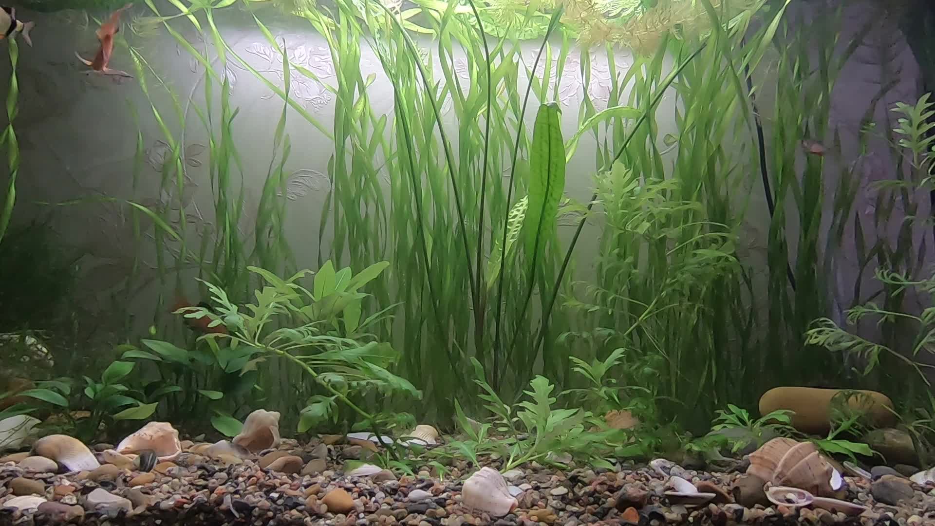 Жизнь аквариума. Аквариум 45х45х45. Видовой аквариум с барбусами. Теплица в аквариуме. Жизнь аквариума.