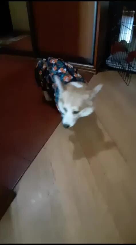 Коржик в куртке | Video by Коржик в куртке. Одежда для собак. (1) | Дзен