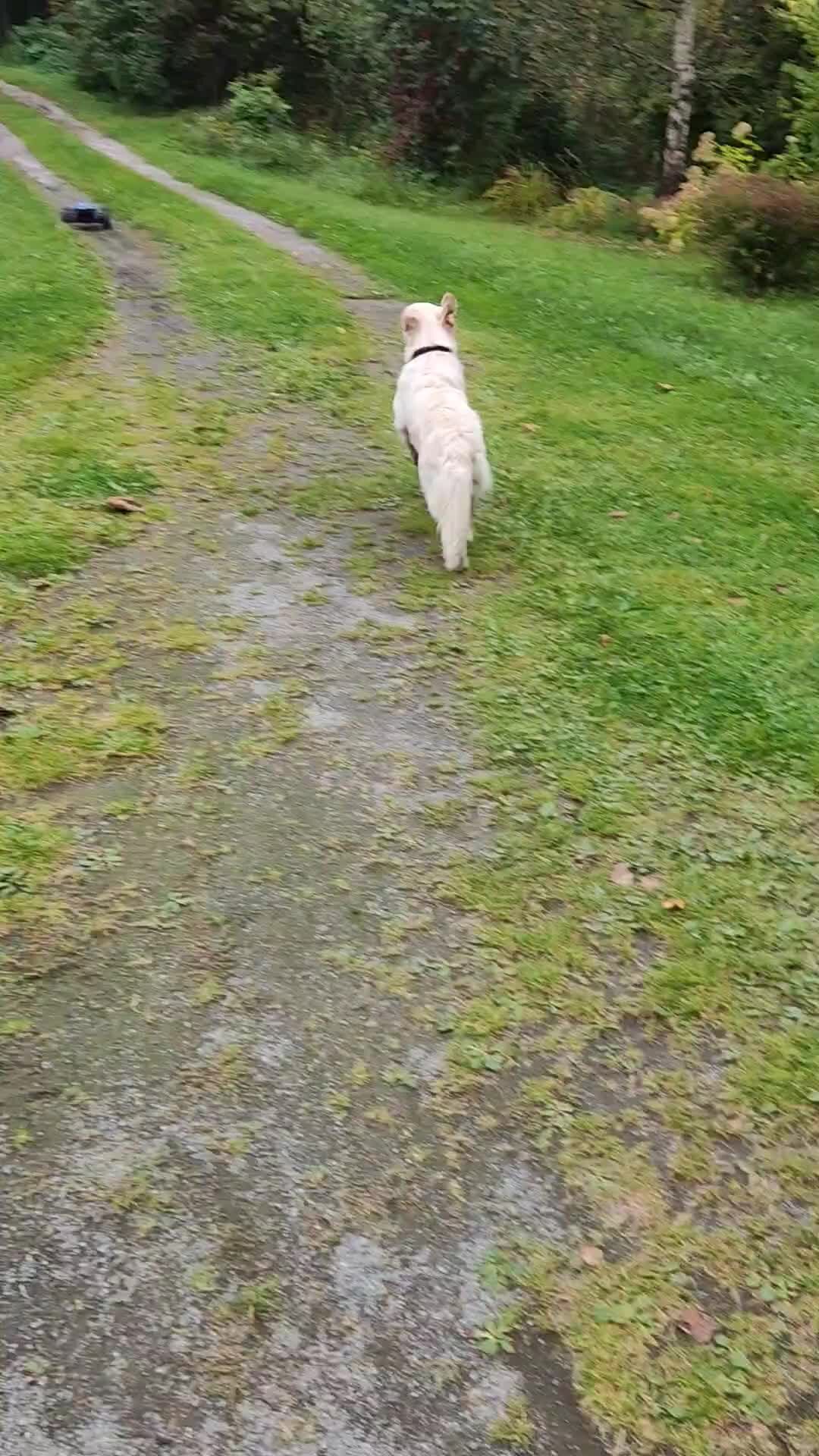 Весёлая жизнь золотистого ретривера! | Кто быстрее? Грета или машинка ...