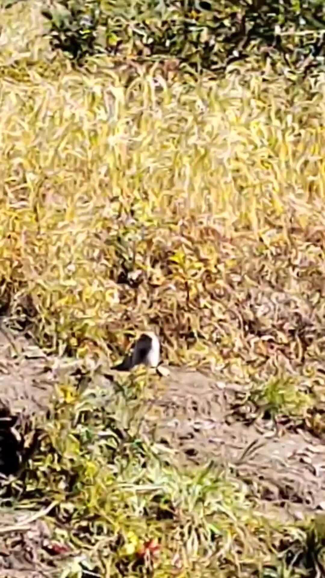 Канзаши МК/Камчатка | Евражка, Камчатка | Дзен