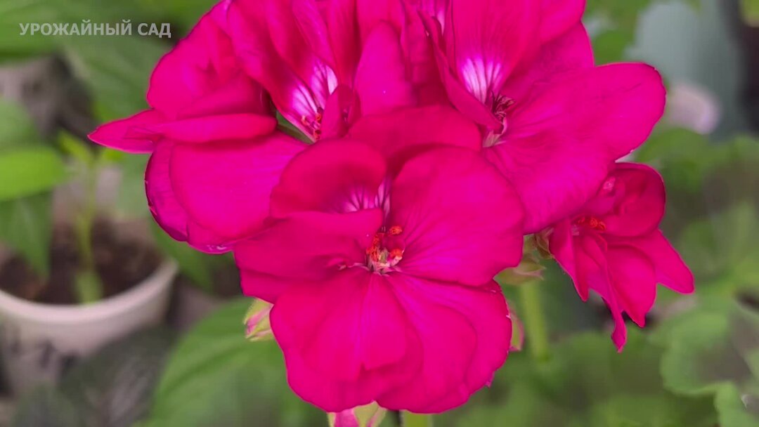 Дайте эти таблетки всем домашним цветам и она оживут, позеленеют и ...