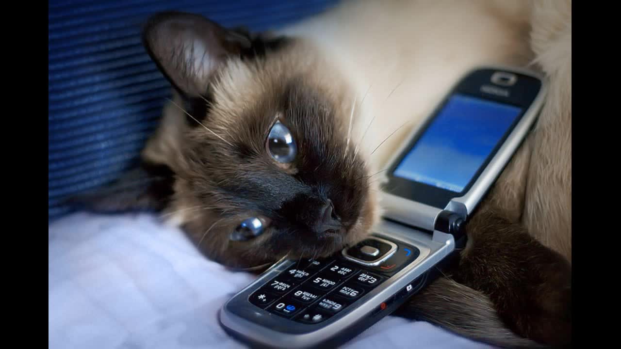 Сможешь позвонить мне на телефон. Котенок с телефоном. Кот с мобильником. Смешной смартфон. Животные с телефоном.