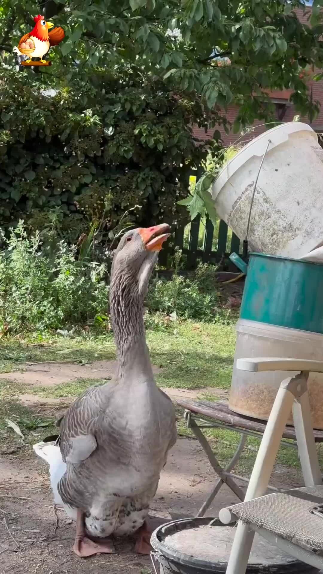 Важный гусь сертолово