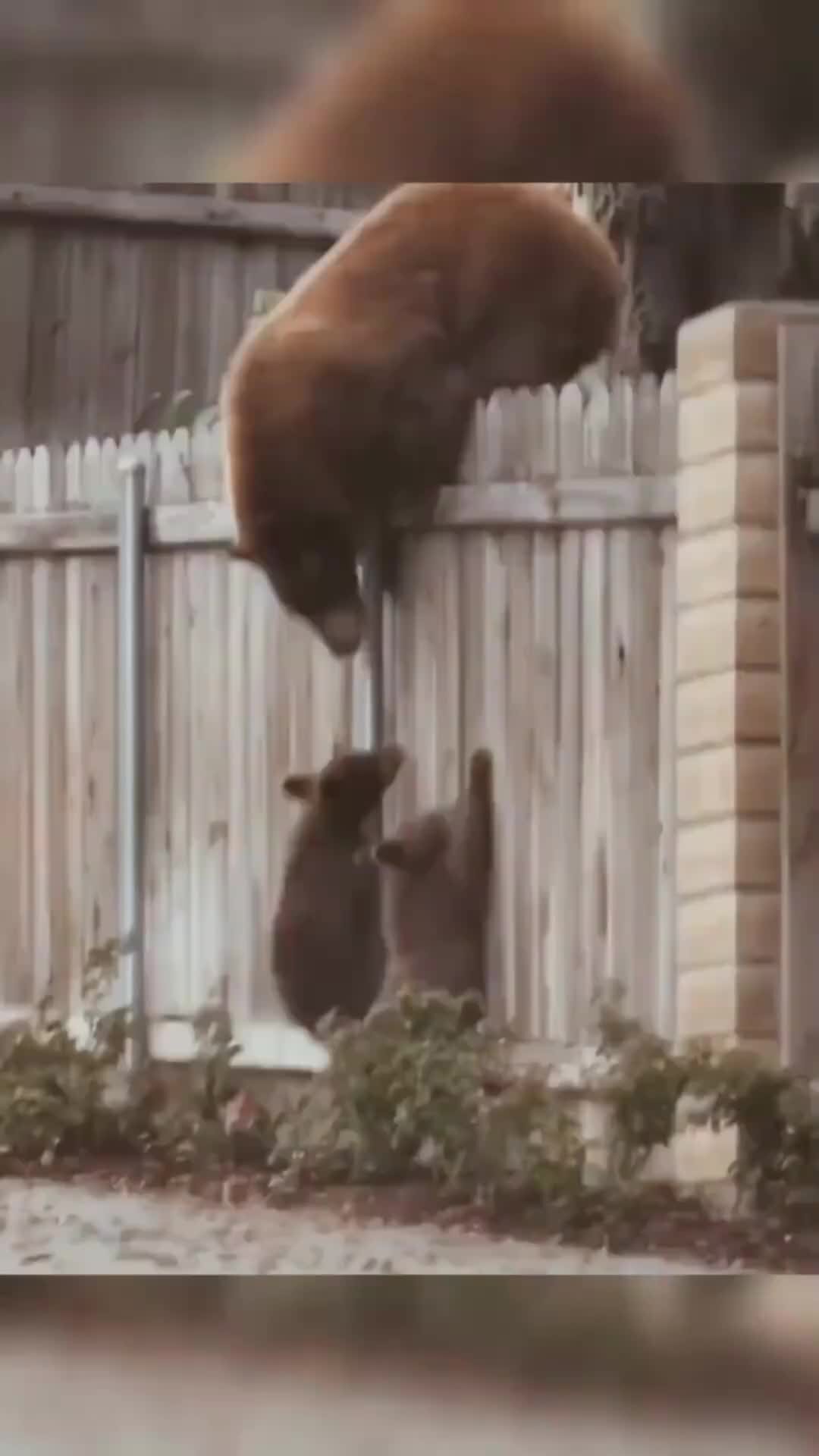 Видео прикол в телеграмме фото 70