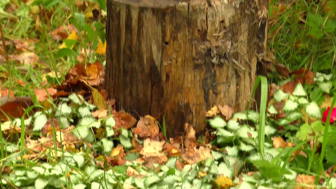Старый лесничий рассказал как избавится от пня без корчевания, потратив ...