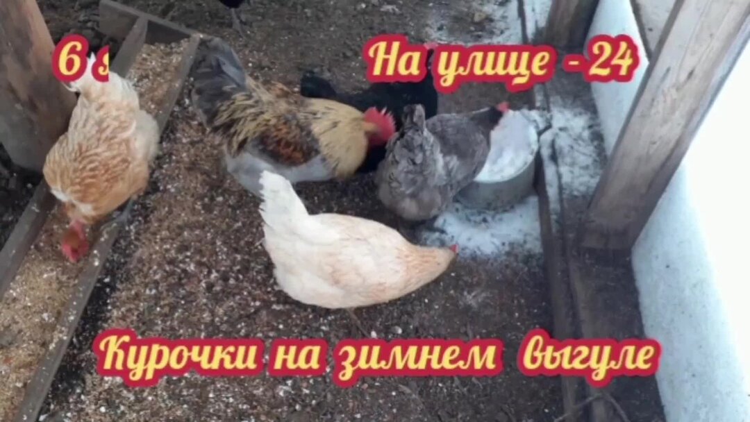 Чтоб куры неслись. Чтоб куры неслись