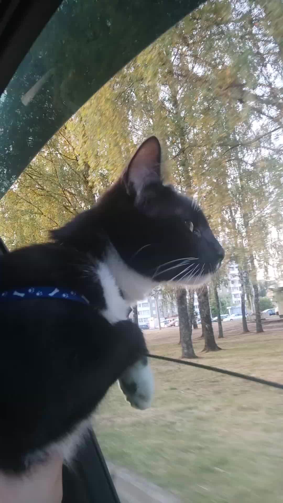 сколько дней можно прожить без еды и воды. сколько котенок может прожить без еды. кот может прожить без. сколько кот может жить без воды и еды. сколько кот может прожить без еды и воды.