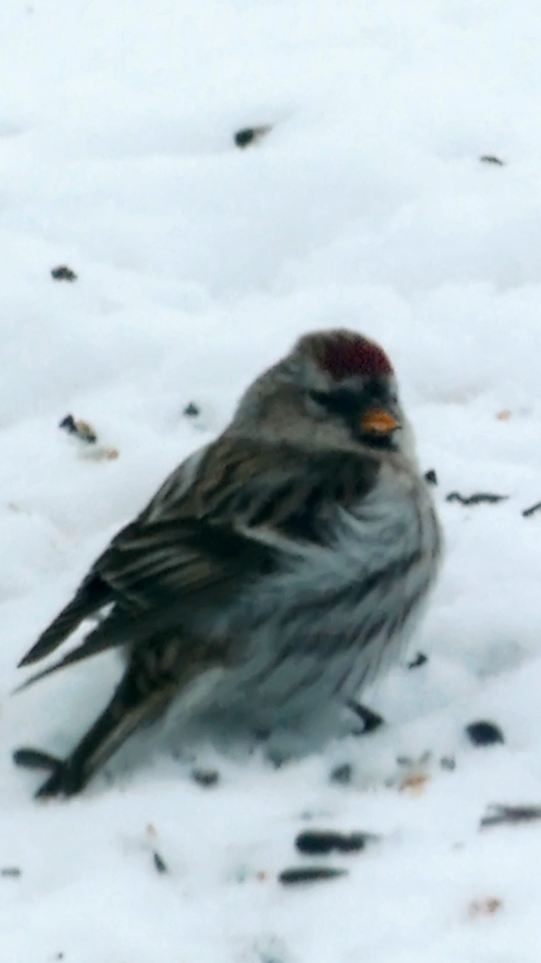 сон прилетели птицы