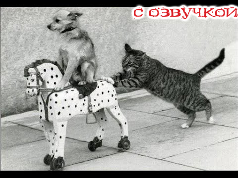 Доми шоу