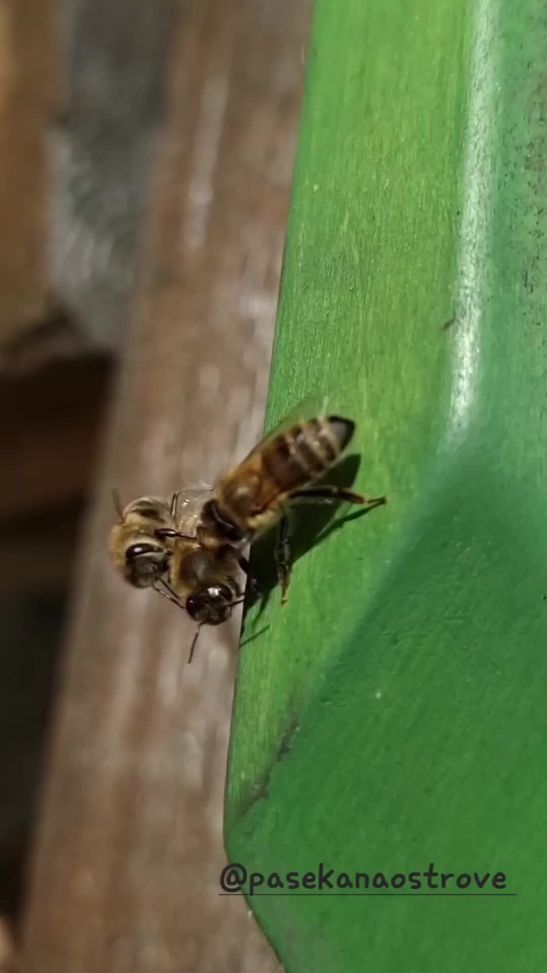 Ты пчела я пчеловод. Пчеловод песня. Ты пчела я пчеловод. Пчеловод песня. Пчеловод обложка.
