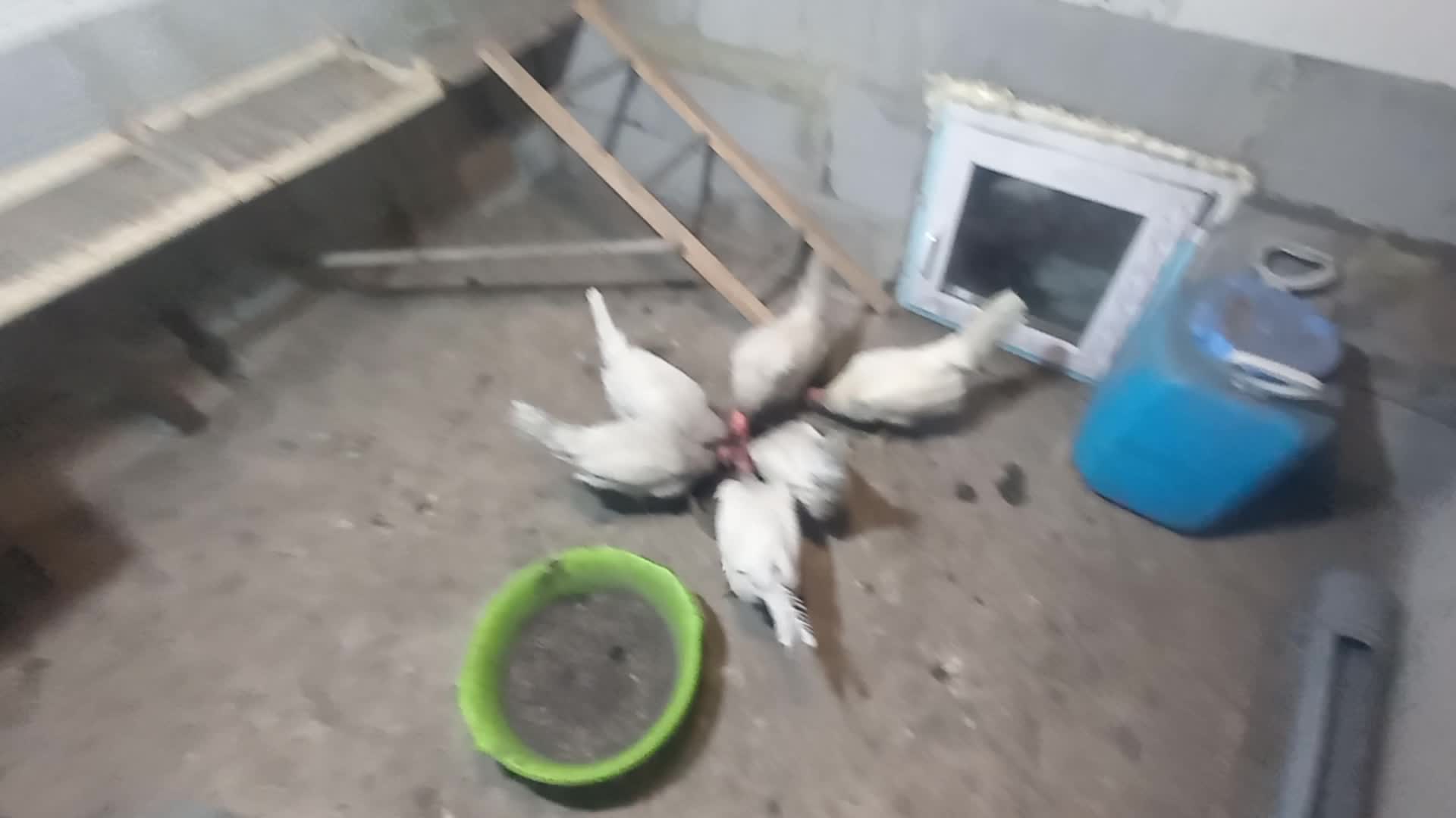 Рацион курам несушкам в зимний период. Нормы кормления несушек. Чем лучше кормить курей. Рацион корма для кур несушек. Кормление кур зимой для яйценоскости.