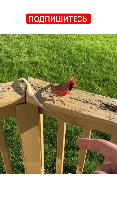 Флэгг ф. Фэнни флэгг красный кардинал книга. Красный кардинал аудиокнига. Смертельные змеи влада ольховская. Ольховская в.