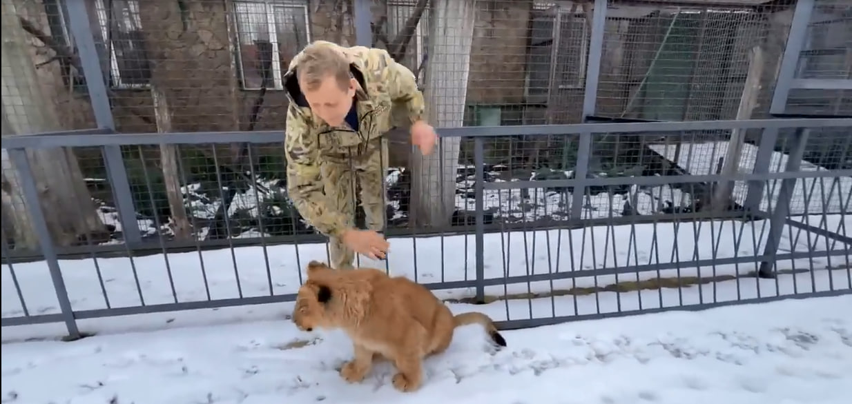 Последнее видео о больной львички в тайгане