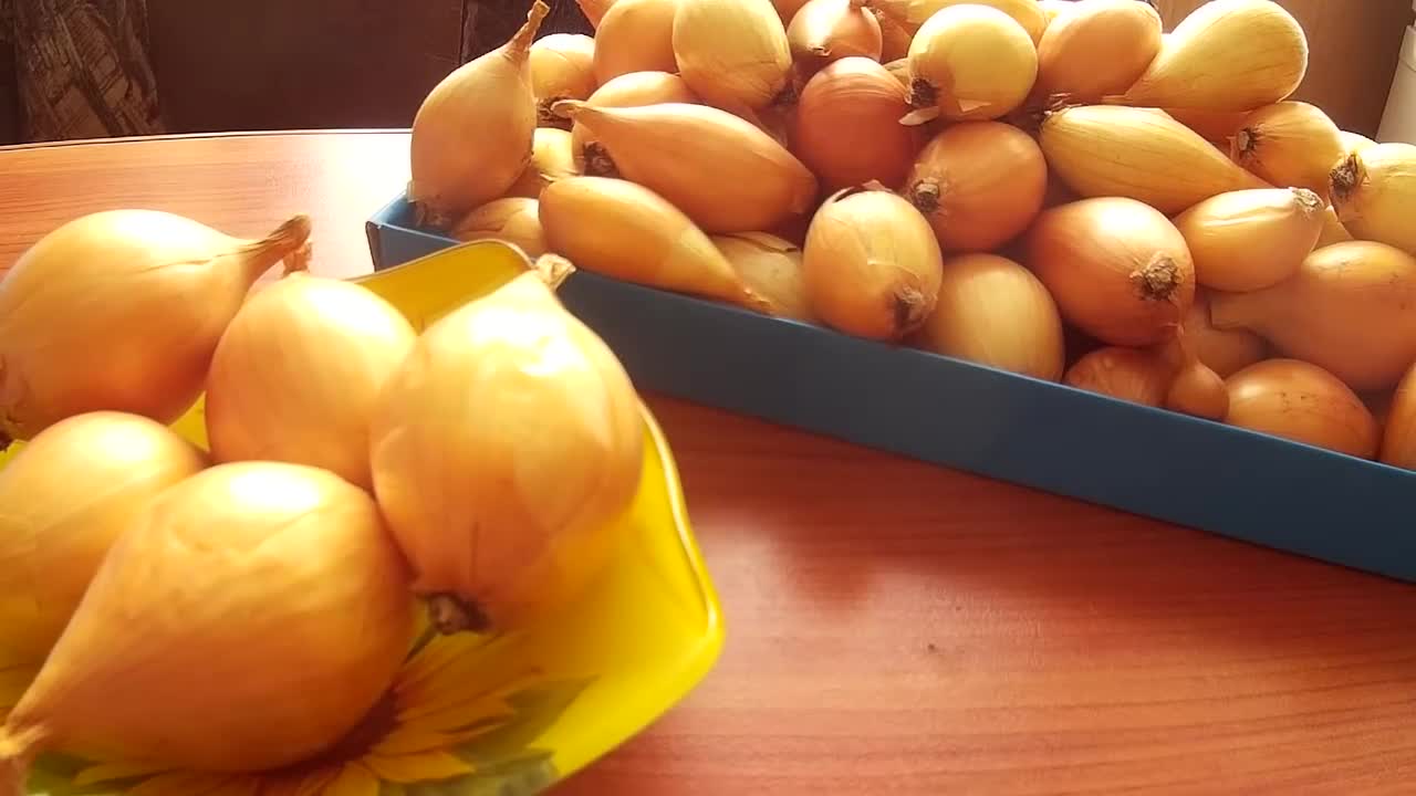 Какой можно лук составить. Паспорт растения лук репчатый. Белый сладкий лук кубинский. Схема роста репчатого лука. Сладкий лук.