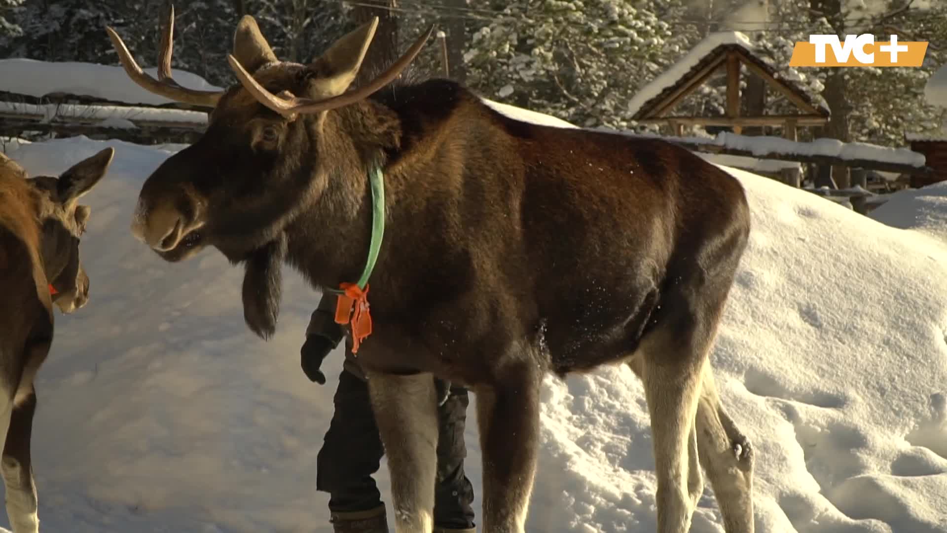 Шоколадная фигурка "детский сувенир" славянка. Чудо звери славянка. Детский сувенир конфеты славянка вкусы. Славянка. Конфеты славянка детский сувенир 207г.