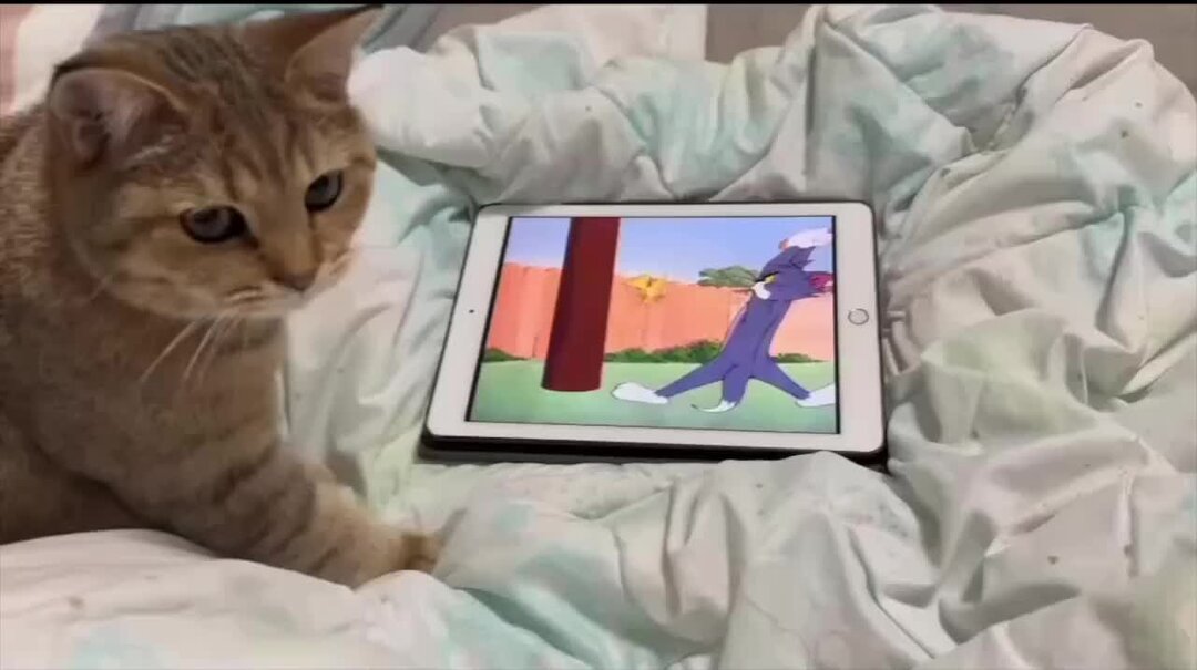 порода саванна (ашера). первая в мире фотография кота. старинные котики. самого 1 кота. кошки ретро.