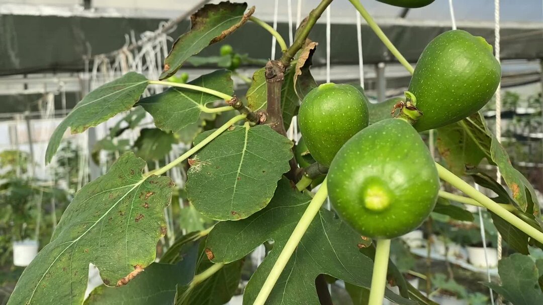 инжир видео. инжир вердино. инжир абхазский фиолетовый. инжир кадота в средней полосе. инжир фиолетовый крымский.
