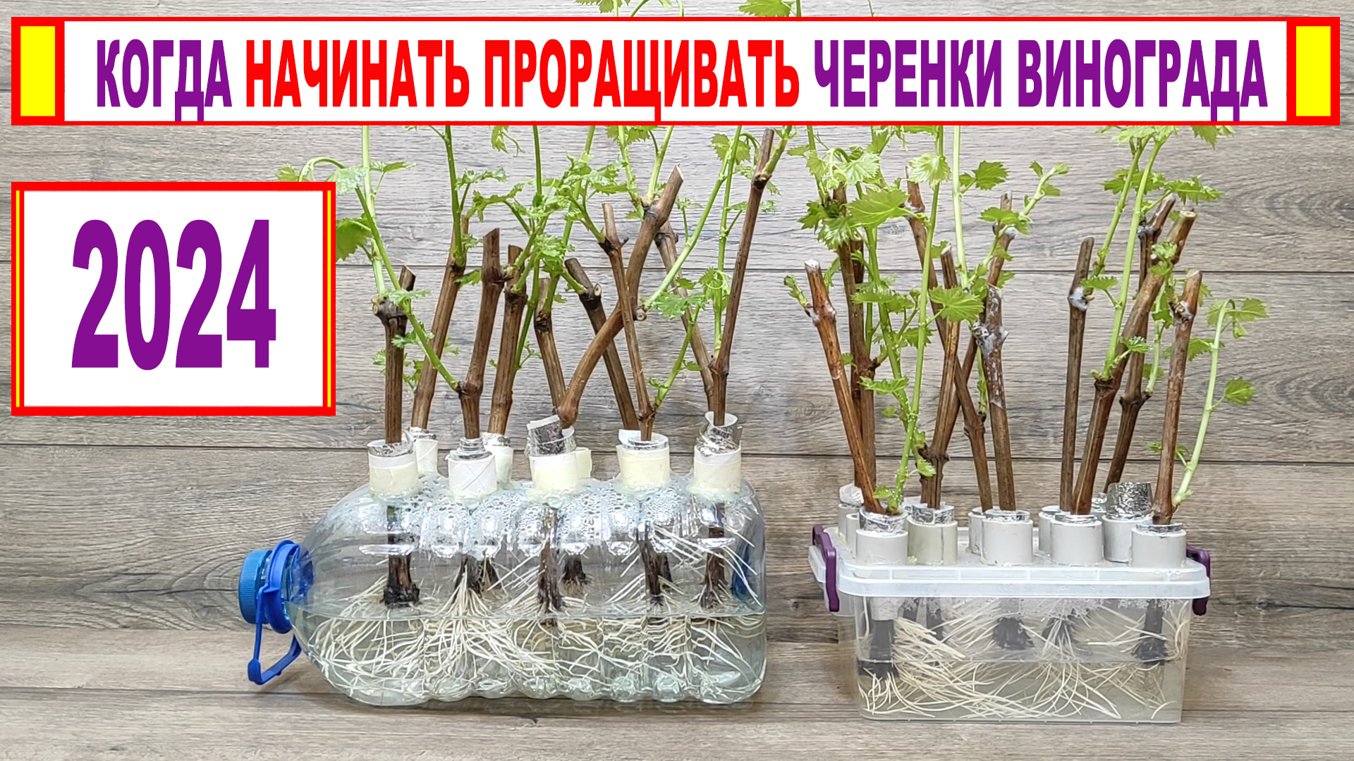 укоренение черенков винограда зимой. укоренение черенков винограда зимой. саженцы чубуки винограда. кильчевание ежевики. кильчевание черенков.