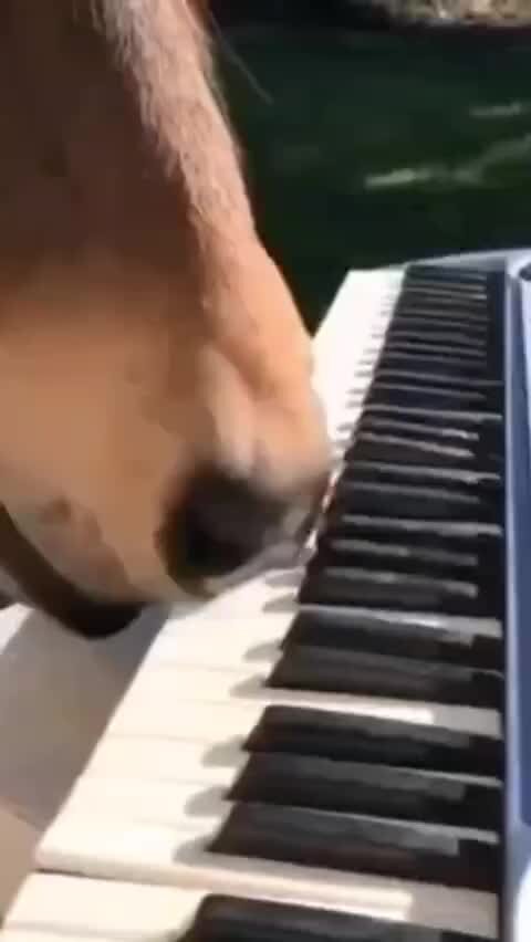 Бони Эм | Немного танцев🐴🐣🐶🐱🐑 | Дзен
