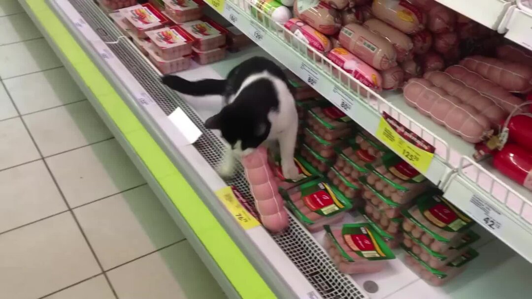 смешные рассказы про животных. смешные короткие истории животных. шутки про зверей. смешные истории про животных для детей. смешные короткие истории животных.