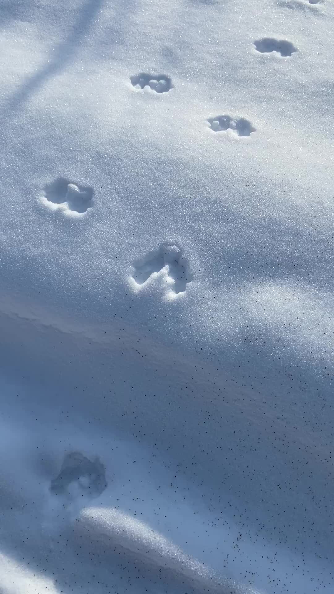 Видны заячьи следы