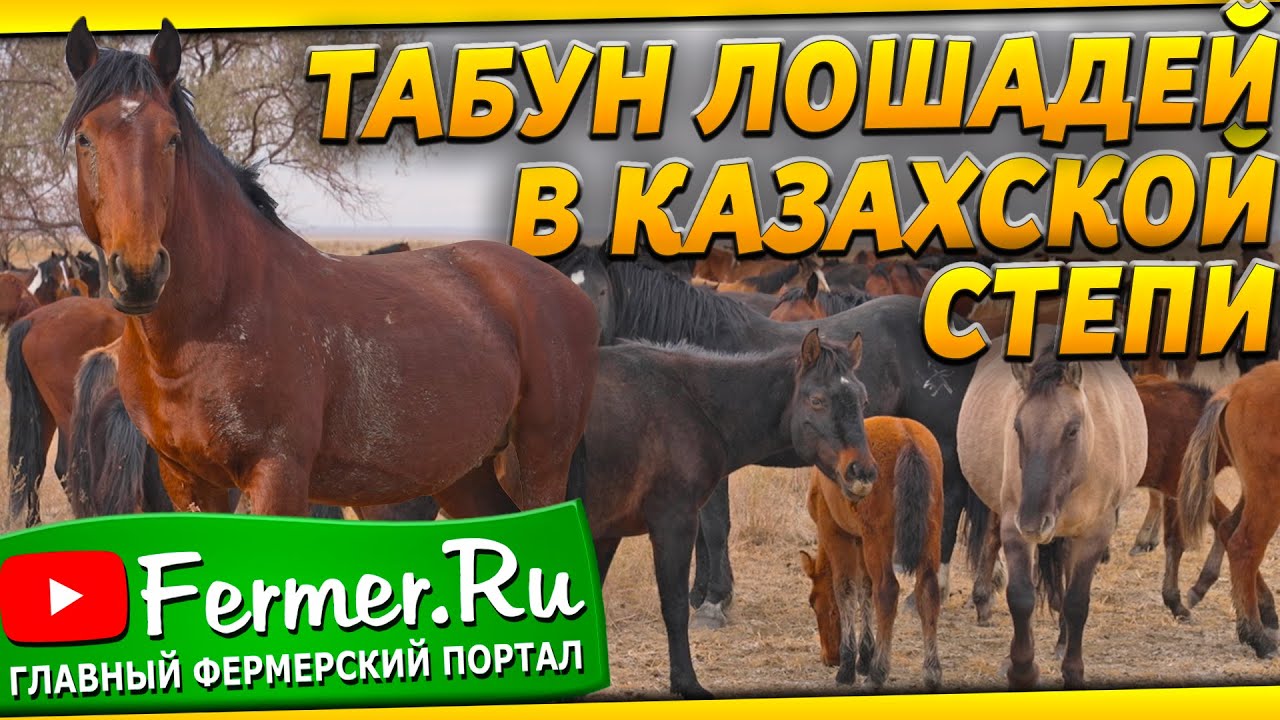 лошадиная сила измерение. лошадиная сила для лошадей. лошадиные силы санты. лошадиные силы в машине.