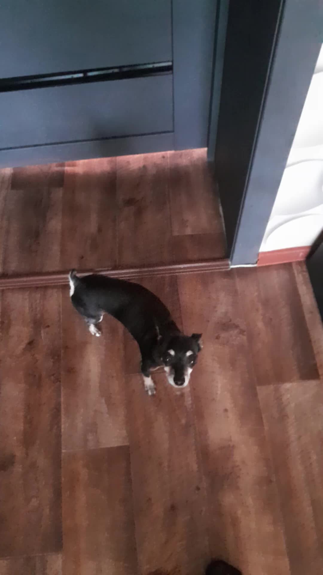 вкусная и быстрая пицца в духовке. поэтапное приготовление пиццы. ингредиенты для пиццы домашней. что туда надо положить. окрошка ингредиенты.