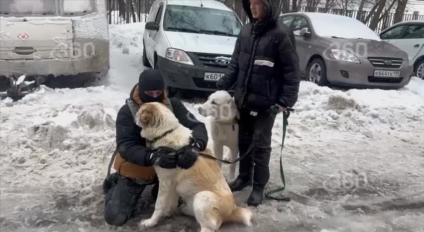 Jenna puppy. Jenna phillips. Девушка с собакой. Собака инвалид. Девушка притворяется собакой.