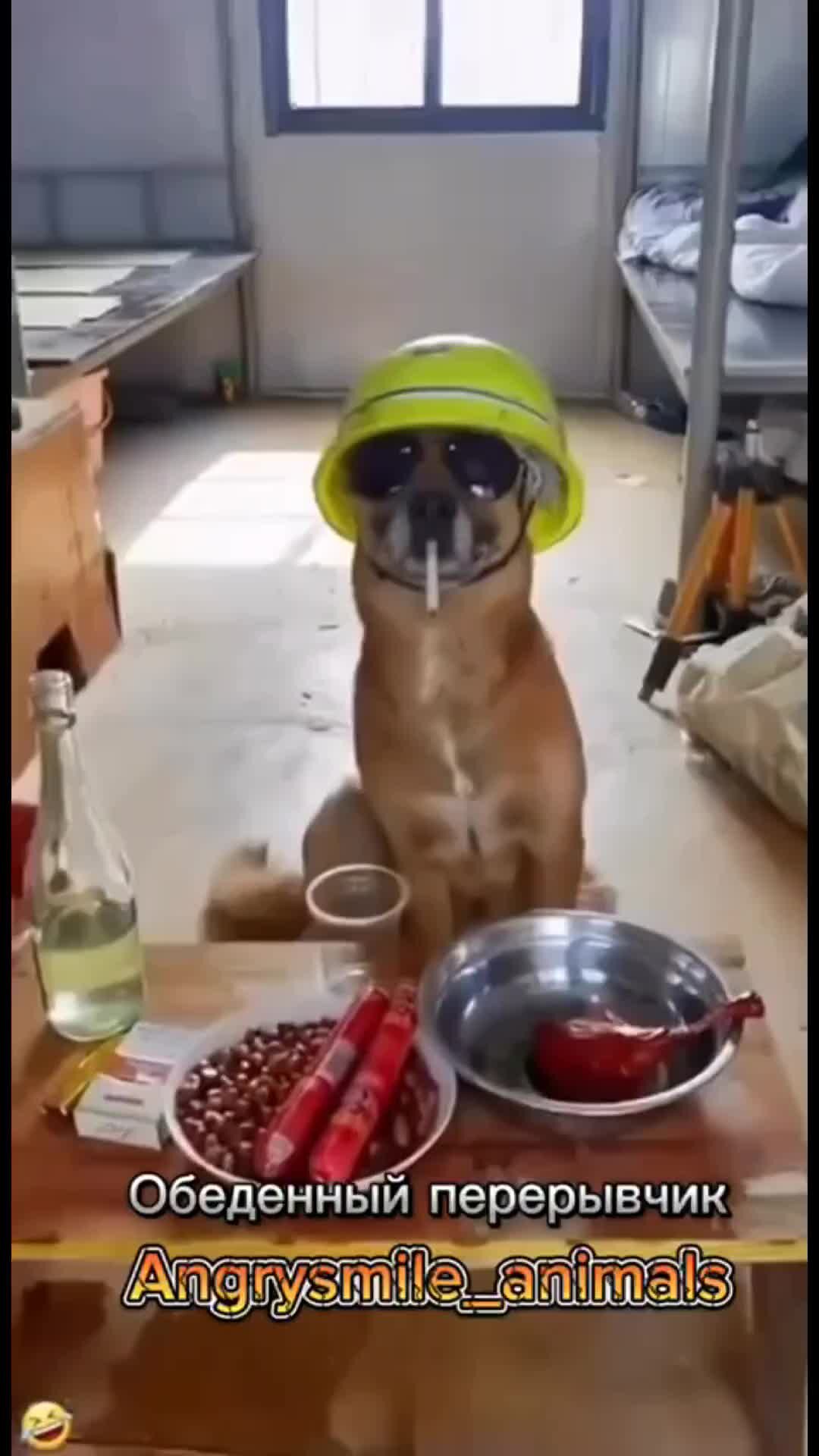 песня мой хорошенький котик. песня мой хорошенький котик. ты хорошенький мой котик. ты мой миленький хорошенький. песня мой хорошенький котик.