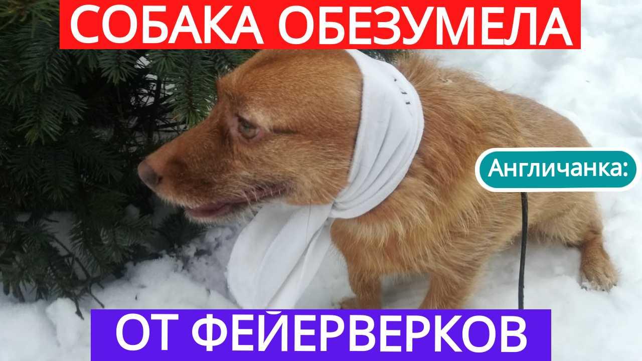 Минусы собак