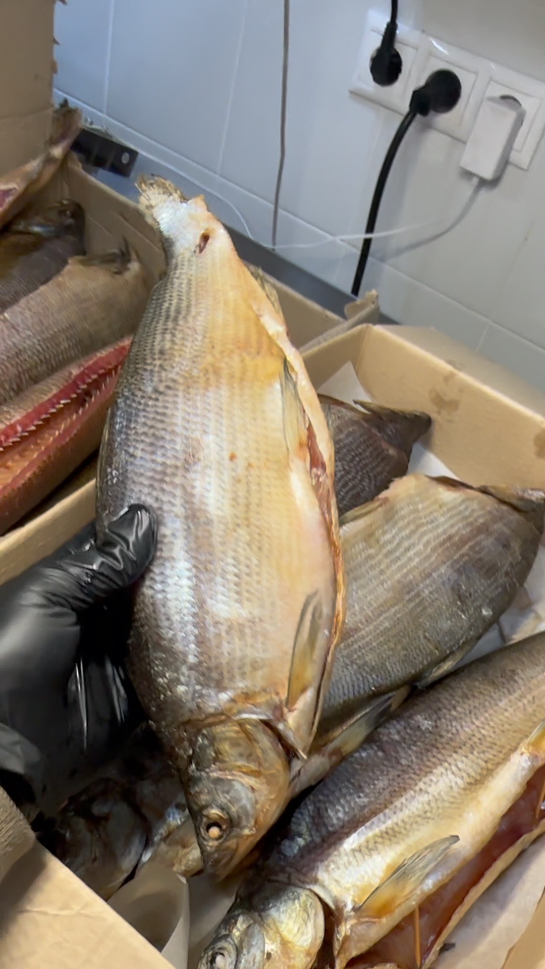 хранение рыбы холодного копчения. омуль вяленый. рыба скумбрия холодного копчения. копченая рыба висит. омуль холодного копчения.