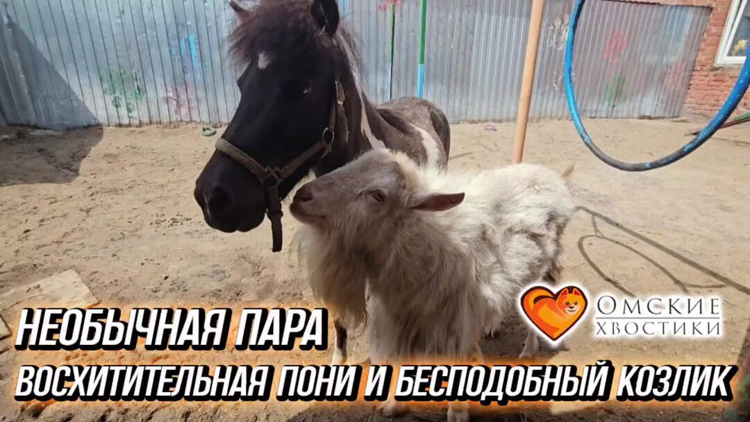 Козлы pony