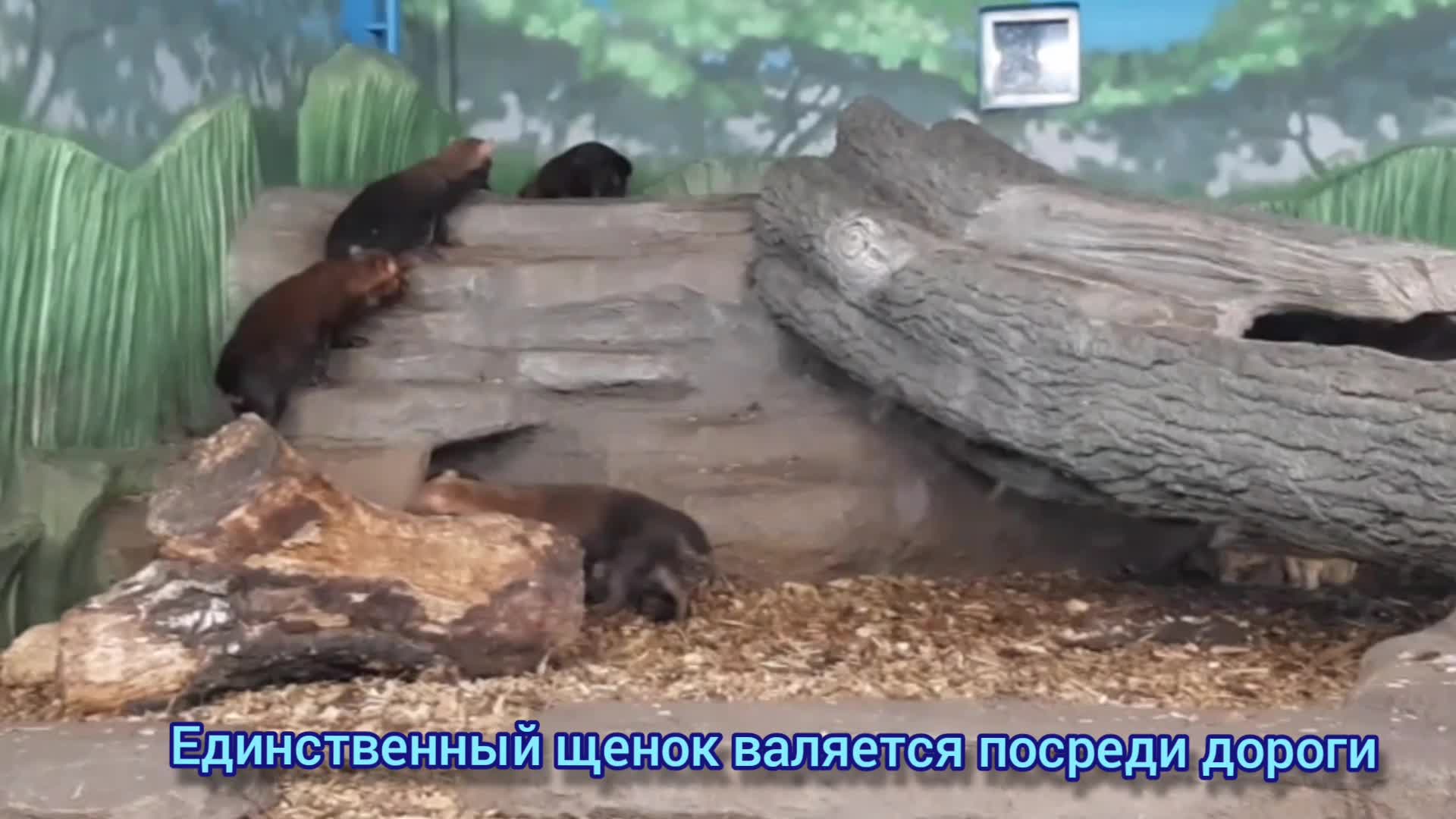 жила собачка. продолжительность жизни породистых собак. стих про собаку. жила была собака она была большая. жила-была собака стихотворение.