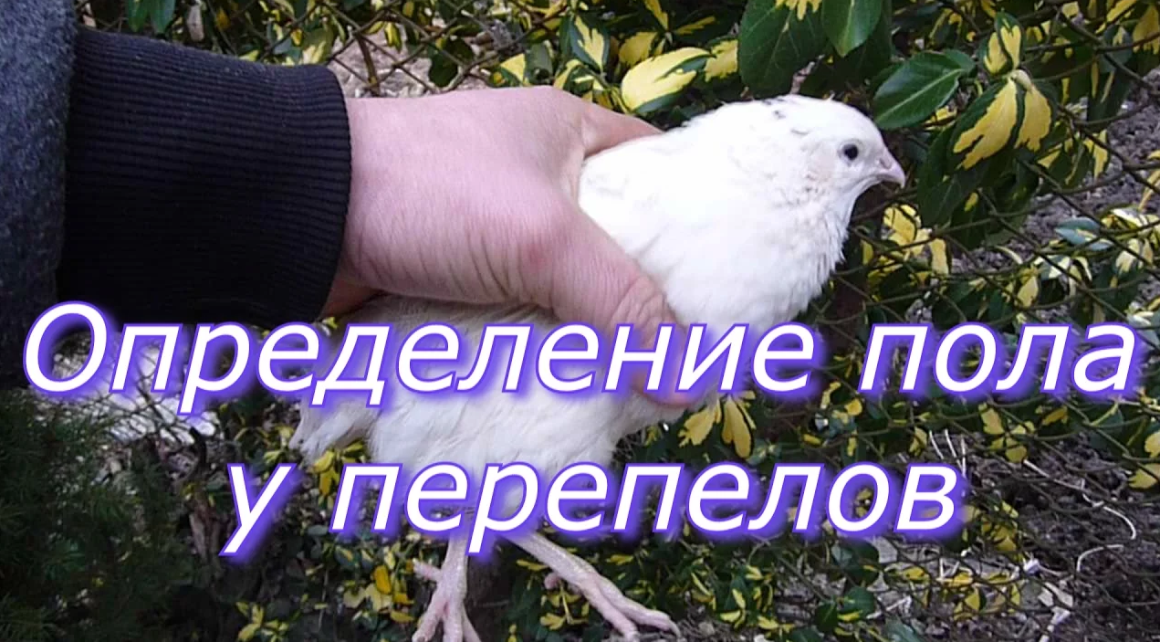 Как различить перепелов самца от самки. Как определить пол перепелки. как отличить перепелов самку от самца. отличие перепелов самок от самцов.