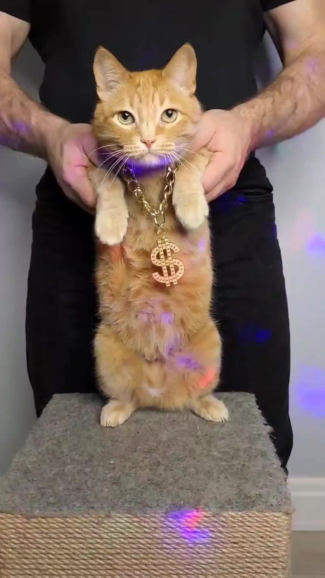 Кот пух