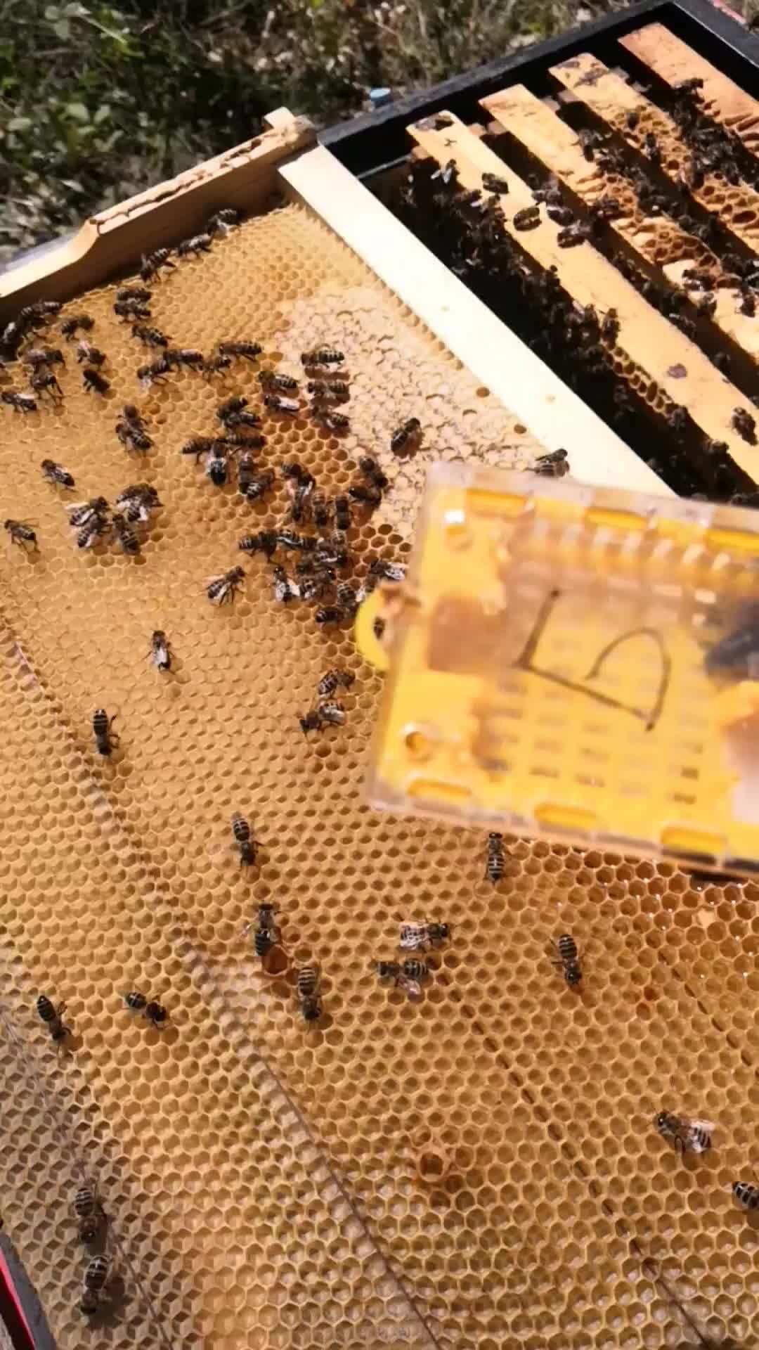 Как подсадить неплодную матку. Пчелопакеты фото. Колпачок для подсадки матки. Отводок пчел. Вес неплодной пчелиной матки.