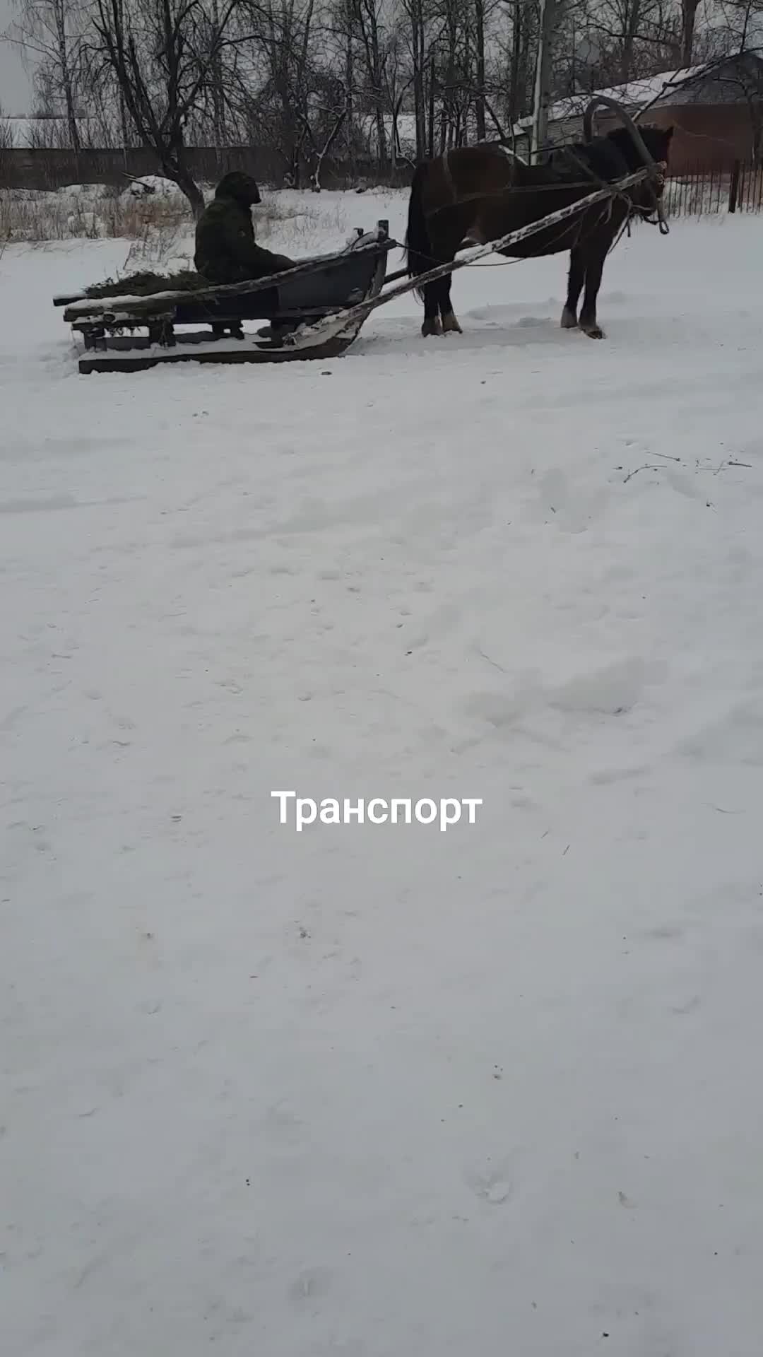 Деревенский и Инет | Лошадь запряженная в сани. Такой транспорт не буксует  | Дзен