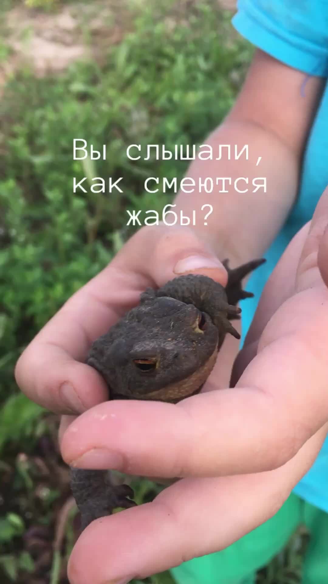 Слизень капуста жаба