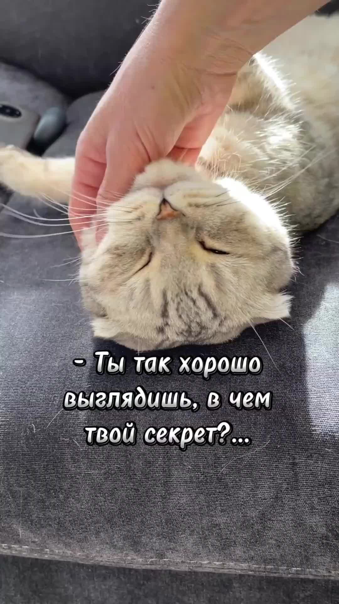 Кот Марсик Брутальный шотландец | Самое лучшее средство😻#смешныекоты  #котики #животные | Дзен