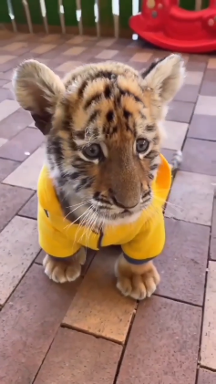 Тигренок и котенок. Тигр обои. Коты породы тойгер. Тайгер тигр. Тигрята.