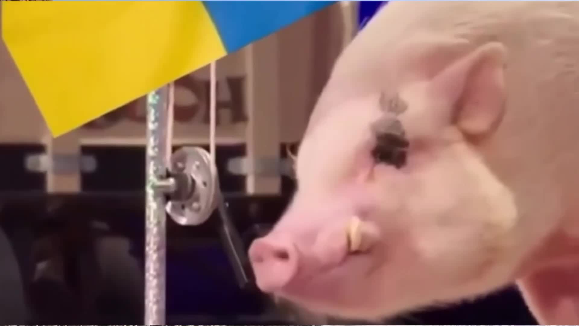 13 свиней. Свинья под украинским флагом. Украинская свинья сошла с ума. Свинья задрала голову приколы.