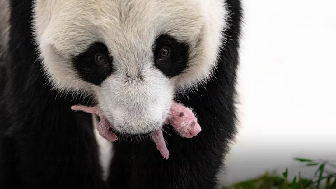 Зоопарк москва панды жуи. Большая панда в московском зоопарке. Большая панда в московском зоопарке. Панда пинь-пинь московский зоопарк. Имя панды в московском.
