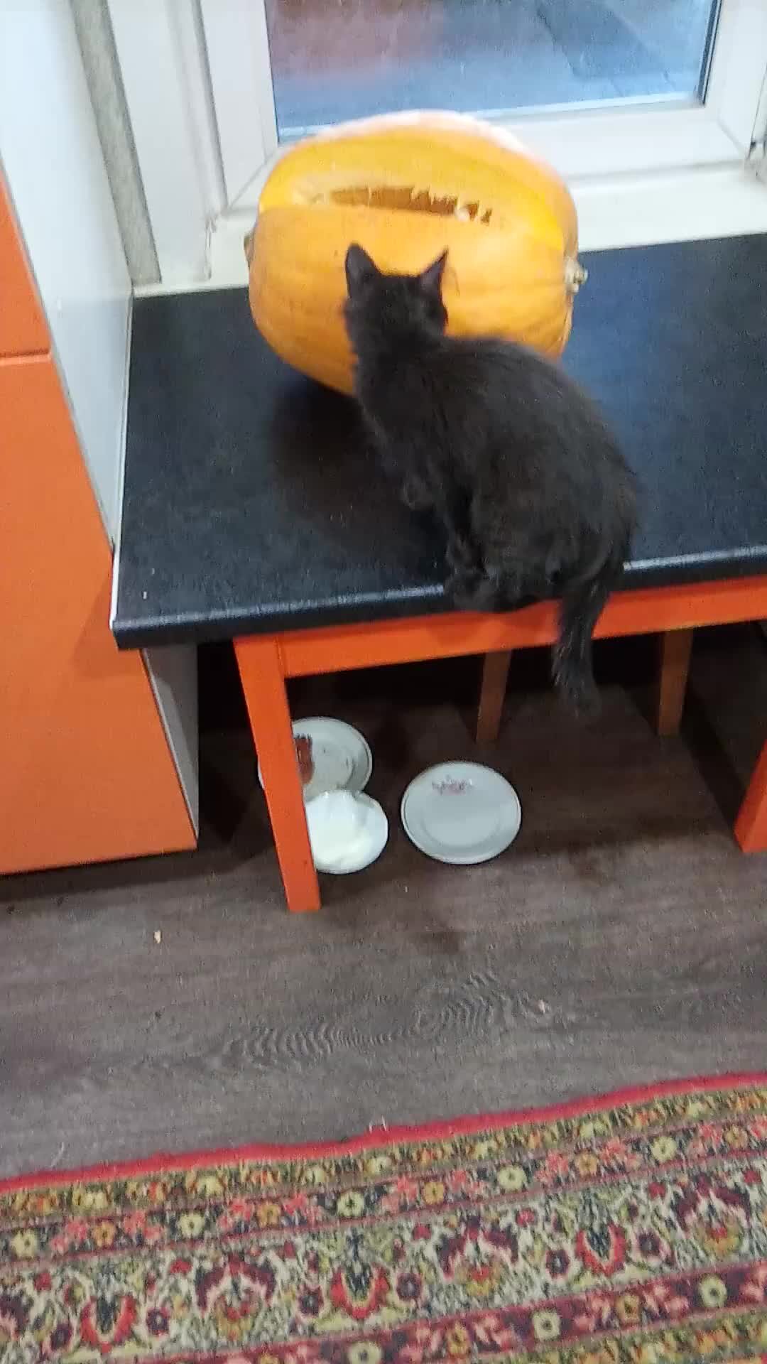 Можно ли котам тыкву. Кот хэллоуин. Можно ли котам тыкву. Осень тыквы. Можно ли котам тыкву.