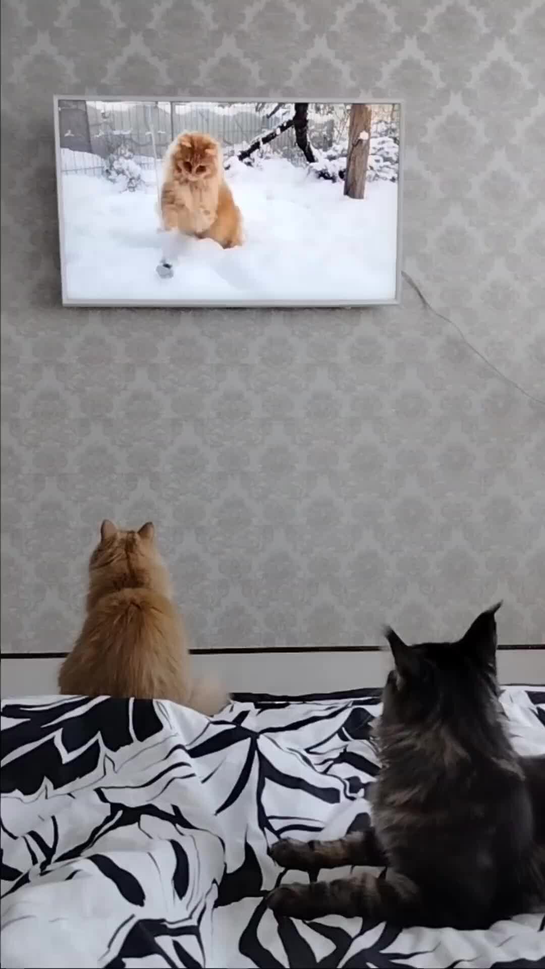 Про студента мажора и девушку. Любовный роман. Любовь вдовца сериал эмили. Книги богатый парень и простая девушка. Грин эмилия "мажор".